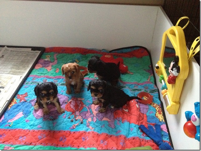 Ashes' and Jamal's pups at 5 weeks old.