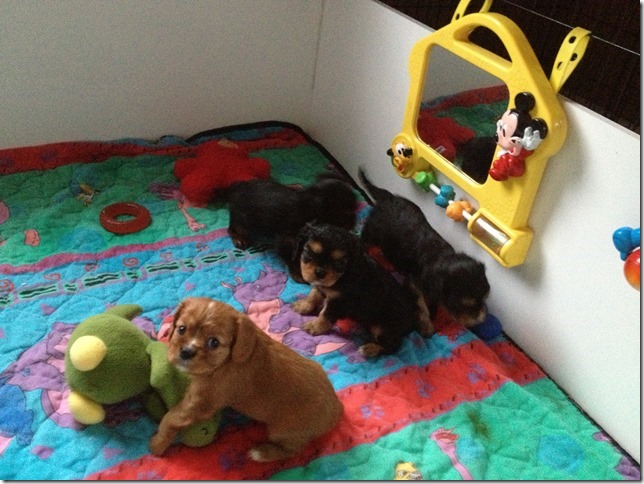 Ashes' and Jamal's pups at 5 weeks old.