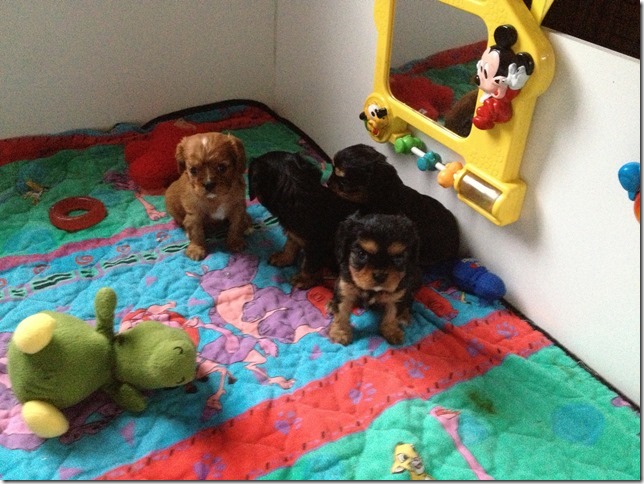 Ashes' and Jamal's pups at 5 weeks old.