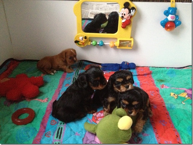 Ashes' and Jamal's pups at 5 weeks old.