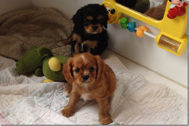 Ruby girl and girl b/t #2.