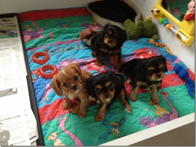 puppies at 7.5 weeks old