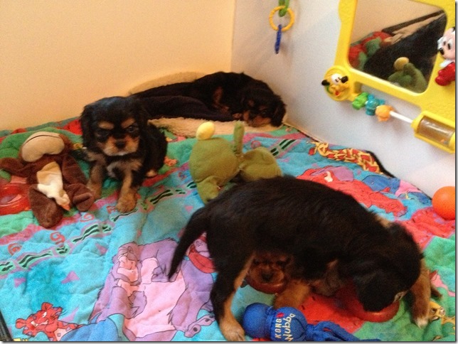 puppies at 7.5 weeks