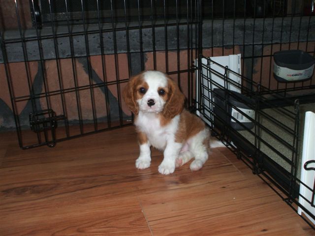 Bailey