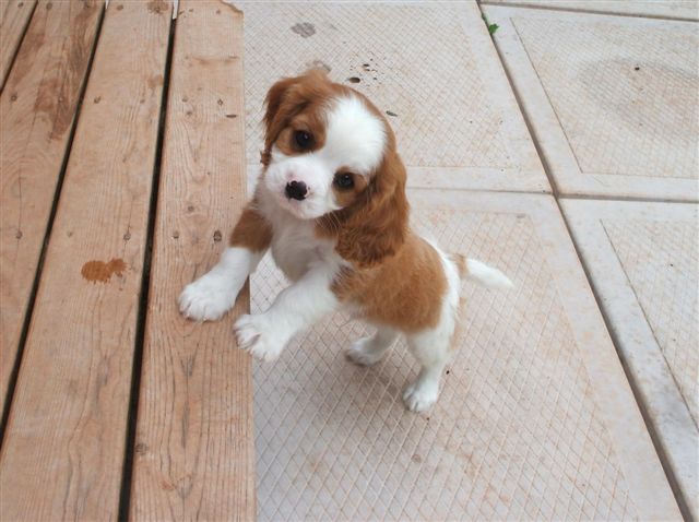 Bailey