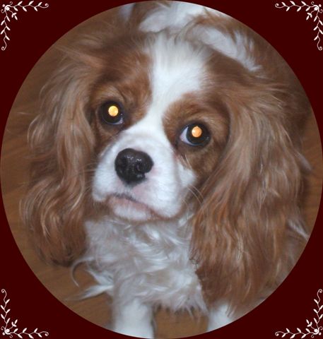 Link to Bella's page.