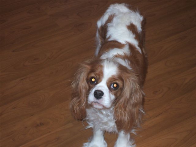 Bella