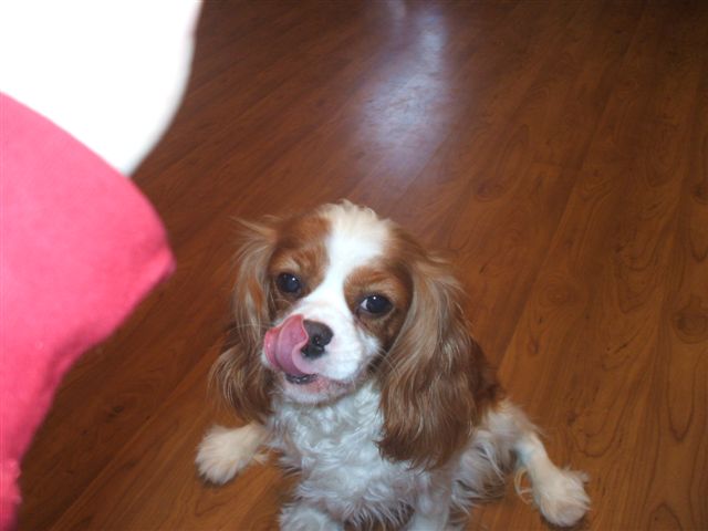 Bella licking her lips after a treat.