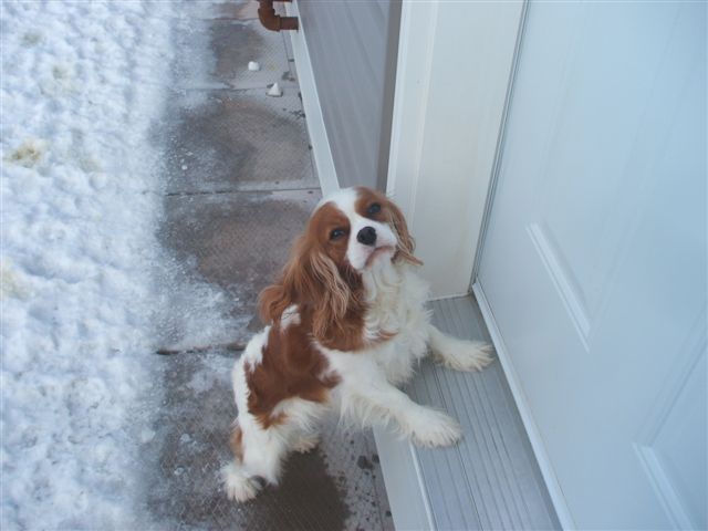 Bella wanting back in the house saying please, please.