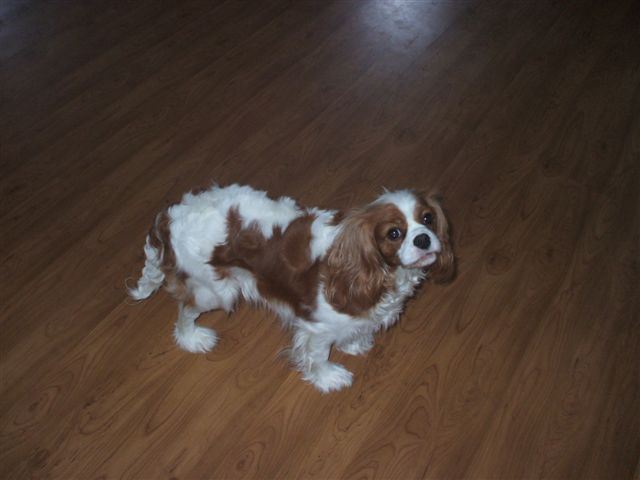 Bella standing.