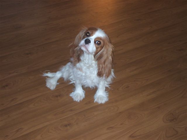 Bella sitting.