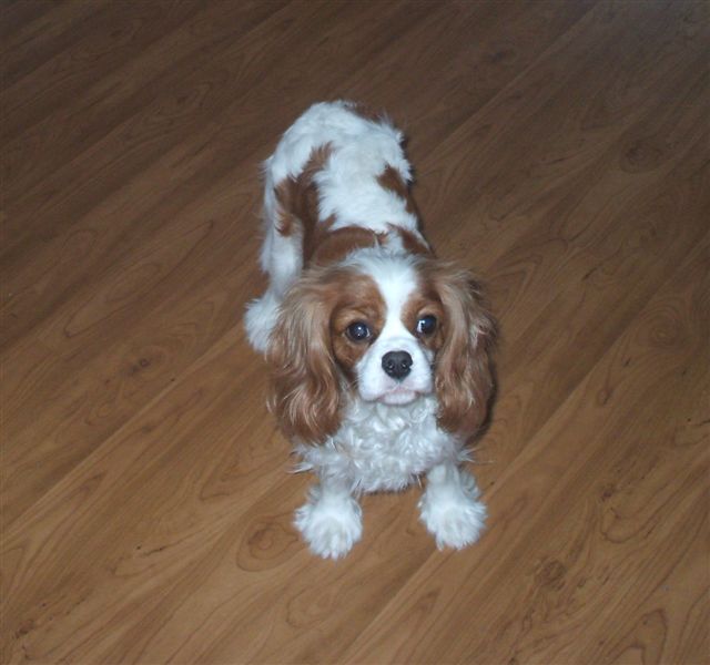 Bella
