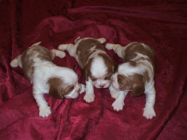Bella and Jake's pups 3 weeks old. Jan. 8th, 2012 litter.