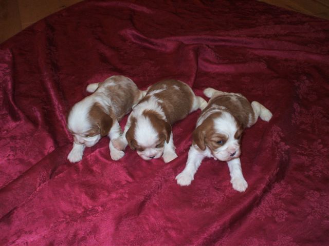 Bella's pups 2012.