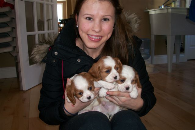 Pups at 5 weeks old.  Which one is going to be ours?