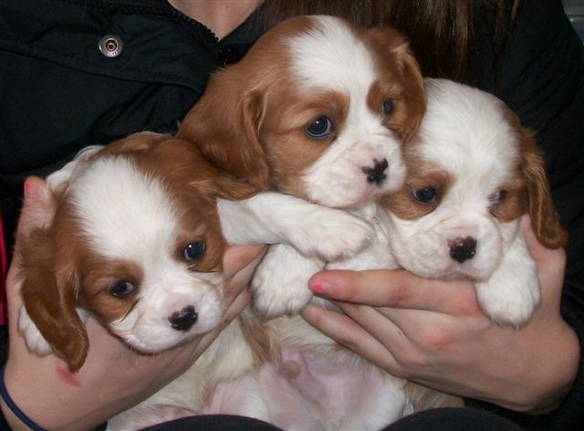 5 weeks old