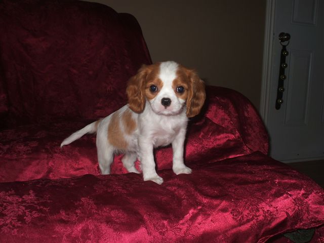 Bella at 8 weeks old.
