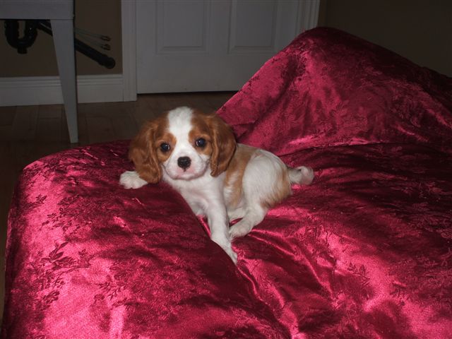 Bella at 8 weeks old.