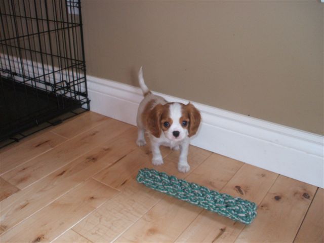 Bella at 8 weeks old.