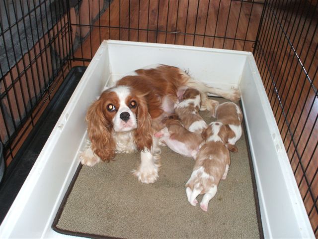Bella and her puppies 2010.