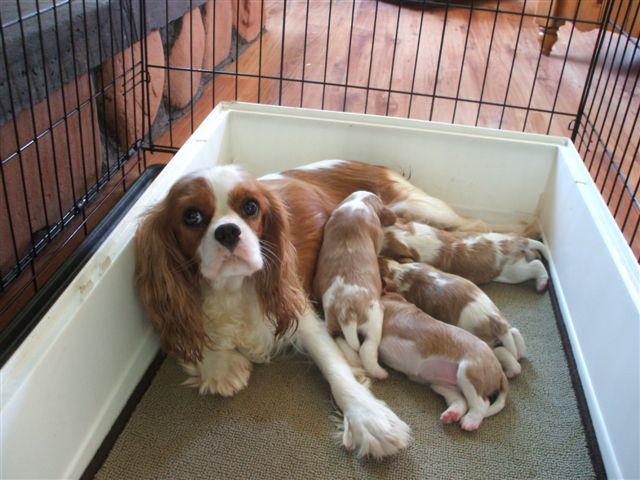 Bella and her puppies 2010.