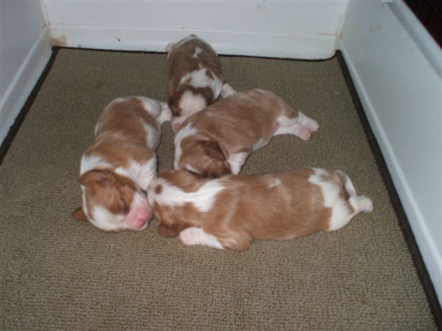 Bella's puppies 2010.