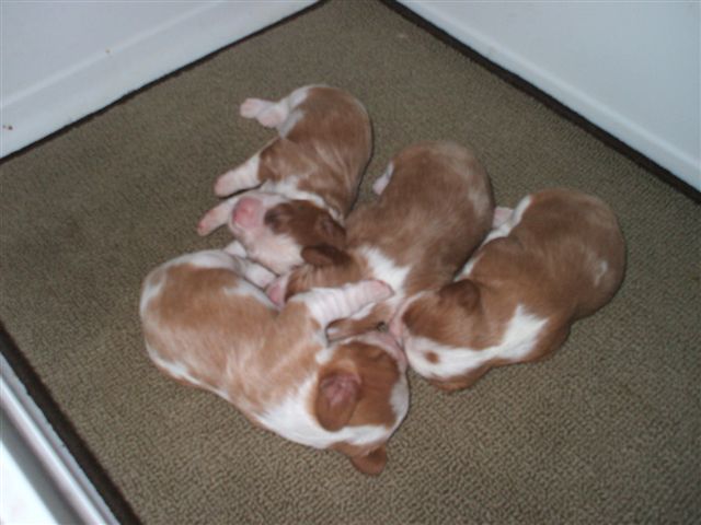 Bella's puppies 2010.