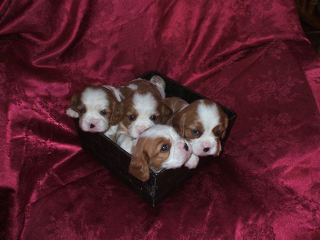 Bella's pups at 3 weeks old.