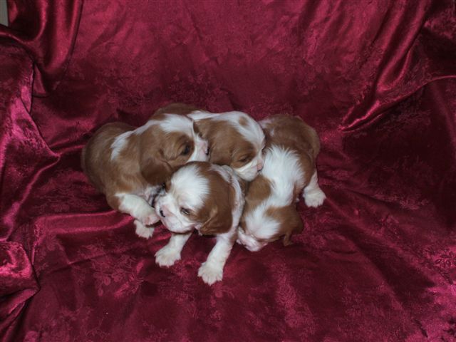 Bella's pups at 3 weeks old.