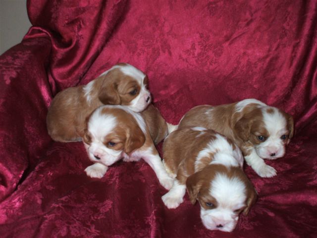 Bella's pups at 3 weeks old.