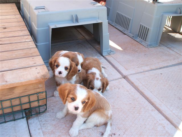 Bella's pups outside at 6.5 weeks old.
