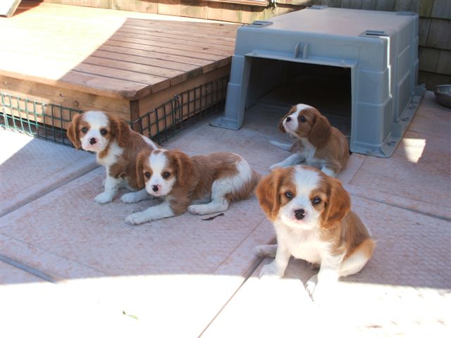 Bella's pups outside at 6.5 weeks old.