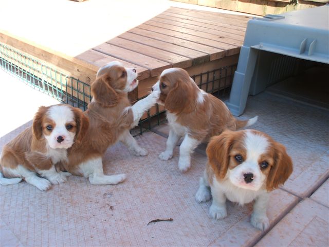 Bella's pups outside at 6.5 weeks old.