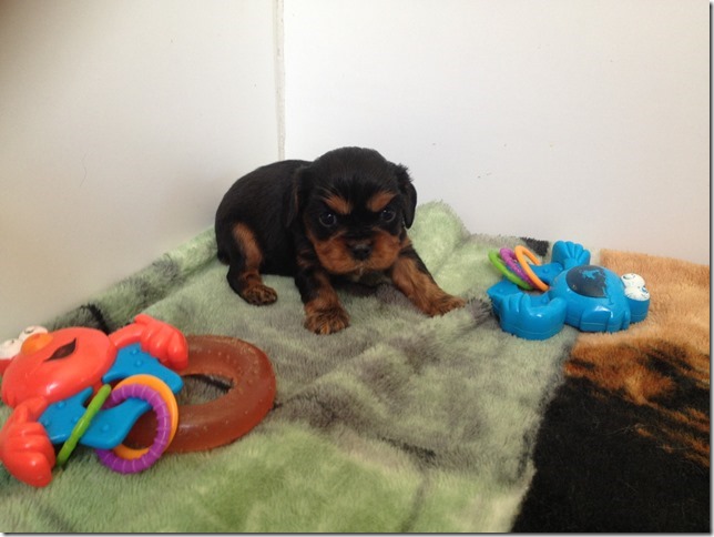 black/tan boy at 3 1/2 weeks old...