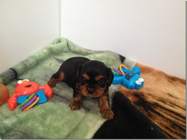 black/tan boy at 3 1/2 weeks old...