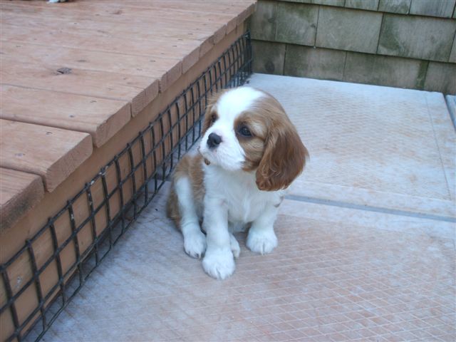 Braea at 8 weeks old.