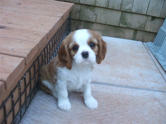 Braea at 8 weeks old.