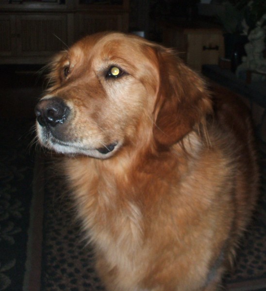 Buddy