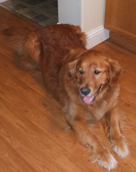 Buddy