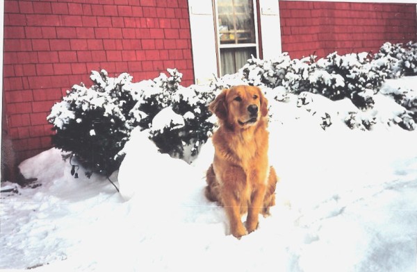 Buddy