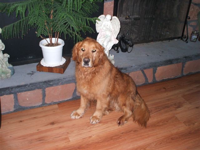 Buddy