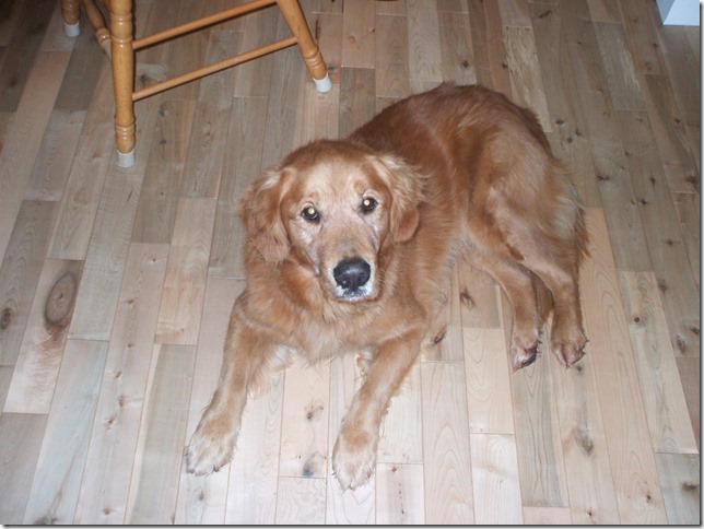 Buddy 9 years old.