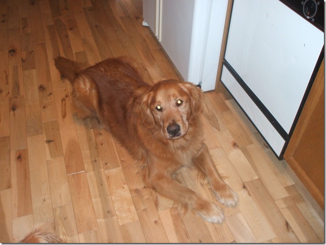 Buddy 9 years old.