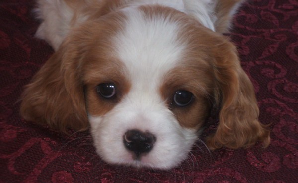 Head shot of Caleigh.