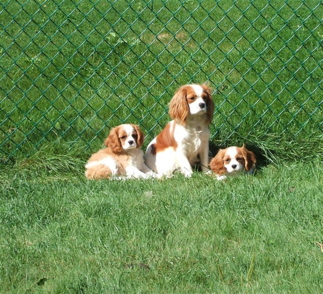 Caleigh, Marley, and Lady outside relaxing.