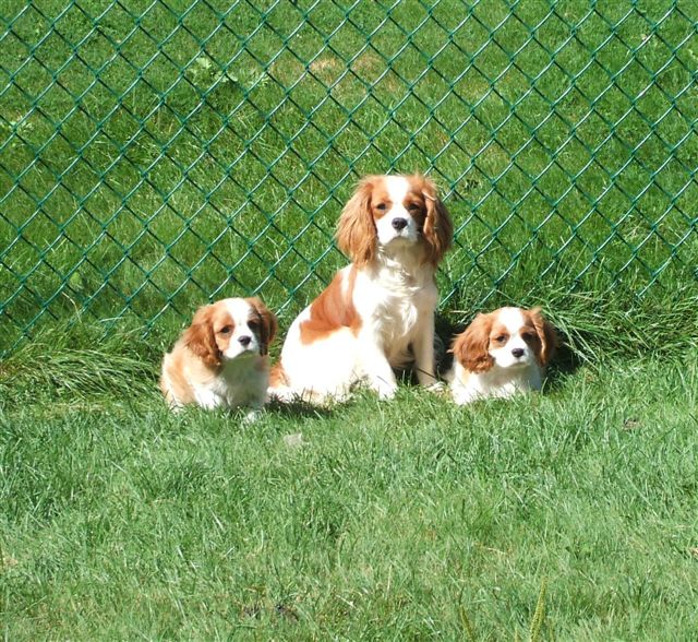 Caleigh, Marley, and Lady.
