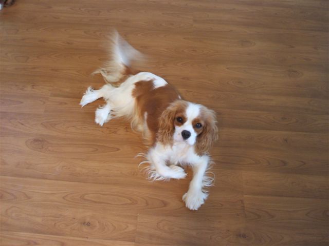 Caleigh relaxing on the floor.