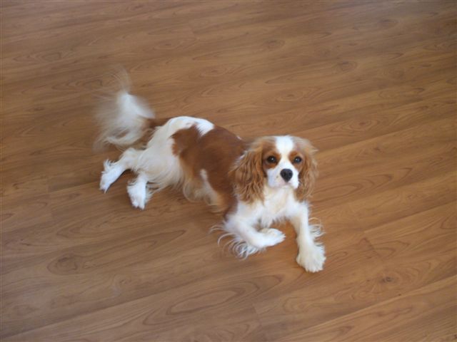 Caleigh relaxing on the floor.