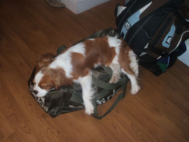 Caleigh sleeping.  It's not safe to put your luggage down at my place.