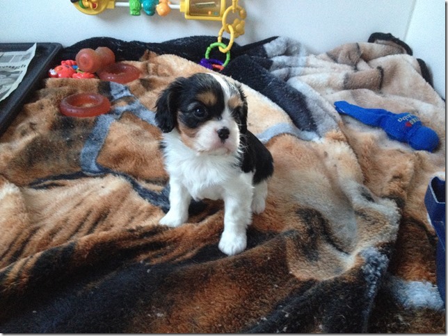 Callie at 5 weeks old.